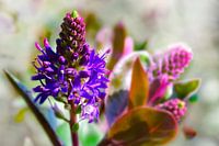 Purple-blue flower