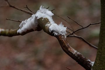 Icehair von René Jonkhout