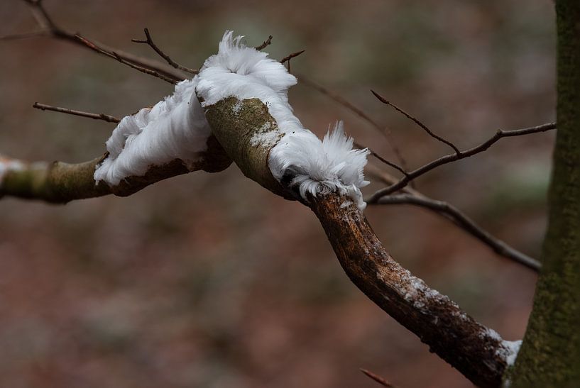 Icehair by René Jonkhout