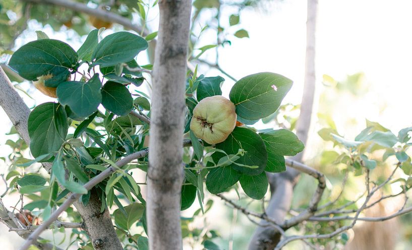 Summer fruits | Travel photography | South Africa by Sanne Dost
