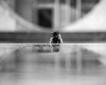 Raven reflection - Mysticism behind the stairs by Karsten Rahn