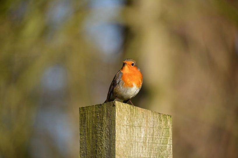 Curious robin on the Veluwe by My Footprints