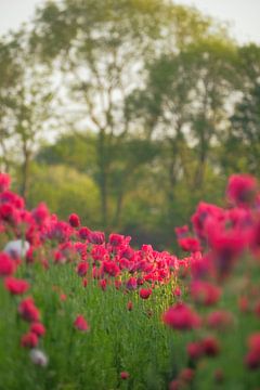 Red poppies by Moetwil en van Dijk - Fotografie