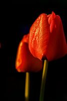 Lente kriebels