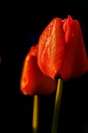 Spring jitters by René Roos