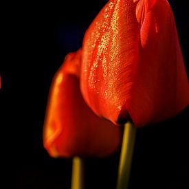 Frühling zittert von René Roos