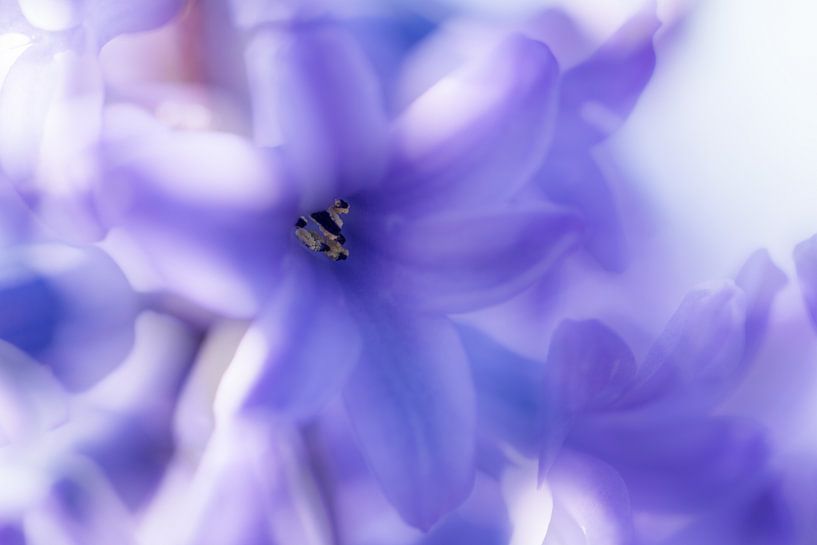 Paarse hyacint. van Erik de Rijk