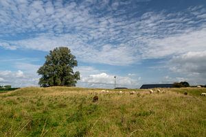 Schafe zählen