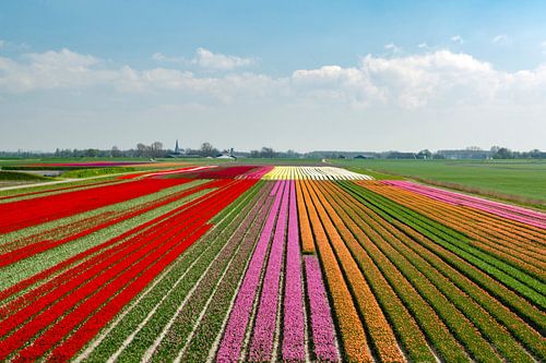 Bollenvelden bij Kloosterburen (Groningen) van Greet ten Have-Bloem