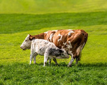 Blije koeien in de Alpen van ManfredFotos