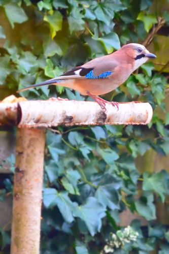 Vlaamse Gaai op voederplank