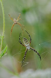 Spinne im Netz