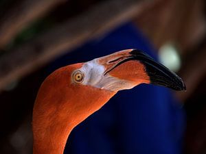 Flamant à Curaçao