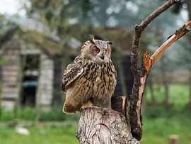 Europäischer Uhu von Loek Lobel