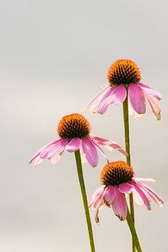 Trio Zonnehoed (Echinacea Purpurea) van Robben