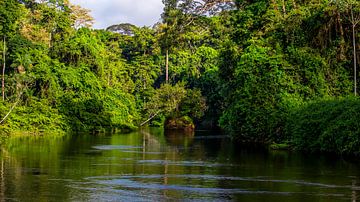 Suriname-Fluss bei Awaradam von René Holtslag