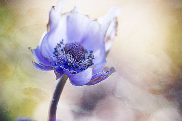 Anemonenblau von natascha verbij