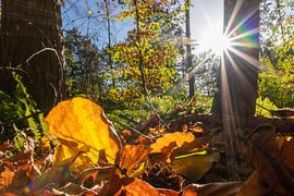 Romantic evening sun in the enchanted forest