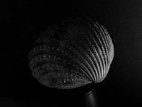Coquillage 5
