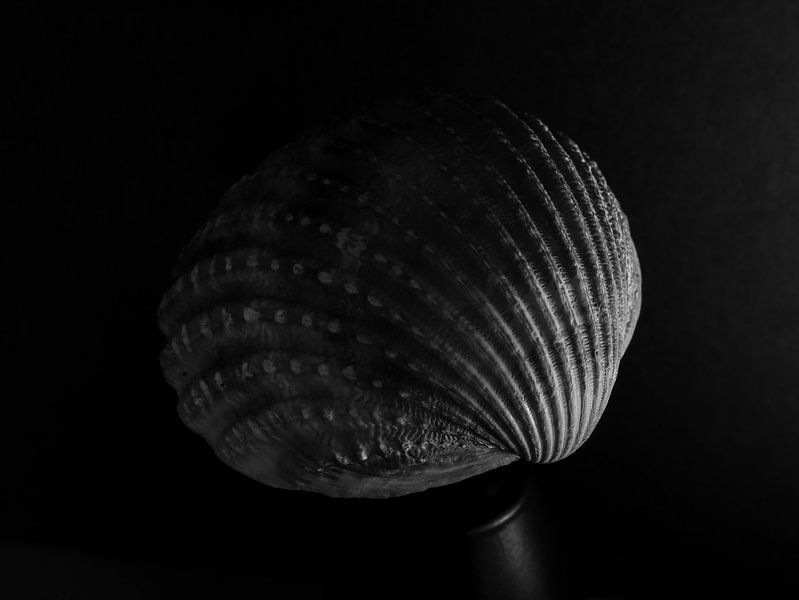 Seashell 5 van Nancy Overgaauw
