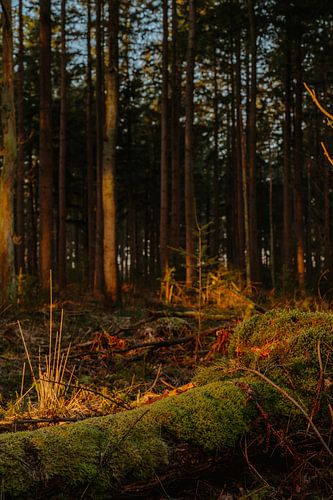 Scène boisée près de Vaassen