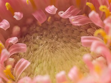 Gerbera Herz von Martijn Wit