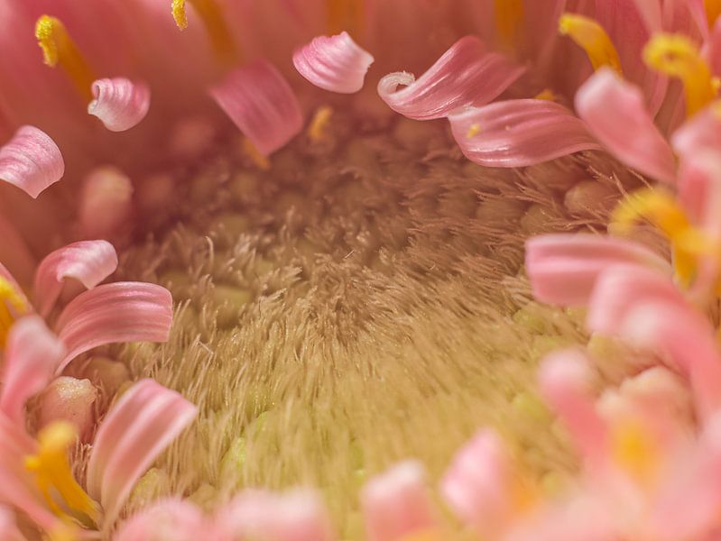 Cœur de gerbera par Mr White Takes Pictures