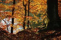 Goldener Herbst IV van Meleah Fotografie thumbnail