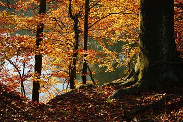 Goldener Herbst IV von Meleah Fotografie