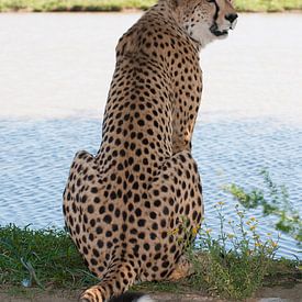 Cheetah on the waterside sur Miranda Zwijgers