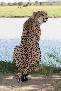 Cheetah on the waterside