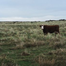 Dutch cow on Ameland by Romy de Waal