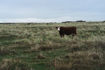 Nederlandse koe op Ameland van Romy de Waal