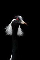 Portret van een maagdenkraanvogel ( Grus Virgo )