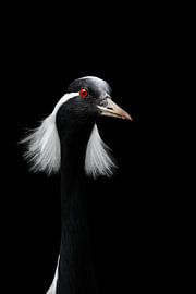 Porträt eines Jungfernkranichs ( Grus Virgo )