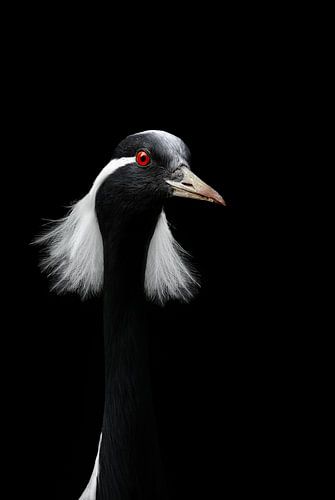 Porträt eines Jungfernkranichs ( Grus Virgo )