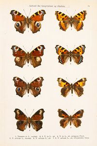 Plaque en couleur avec 8 images de papillons