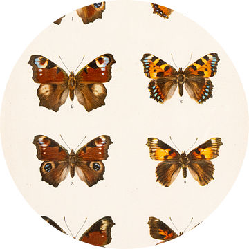 Kleurenplaat met 8 afbeeldingen van vlinders van Studio Wunderkammer