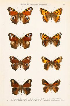 Farbtafel mit 8 Abbildungen von Schmetterlingen von Studio Wunderkammer