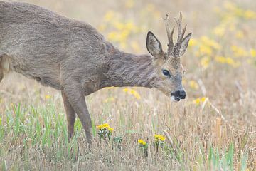 Roe deer by Mark van der Walle