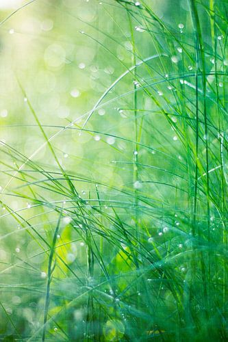 Dew drops and grass in morning light