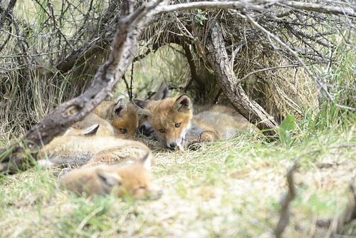 Renards dans l'herbe