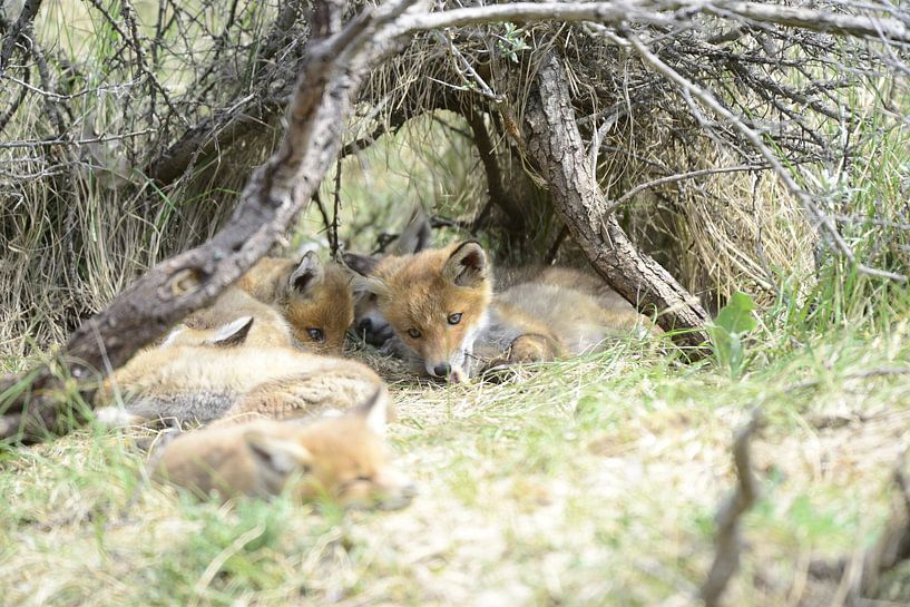 Foxes in the grass by Jeroen van den Broek