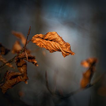 Ee vollständig verfärbtes braunes Herbstblatt von Harrie Muis