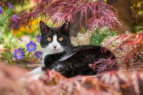 Zwart-witte kat rustend onder een esdoorn