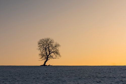 Winterboom