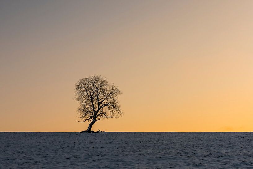 Winterboom van Daan Kloeg