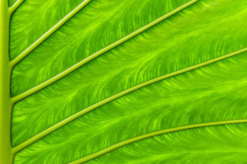 Blad van Jörg Pommer Photography