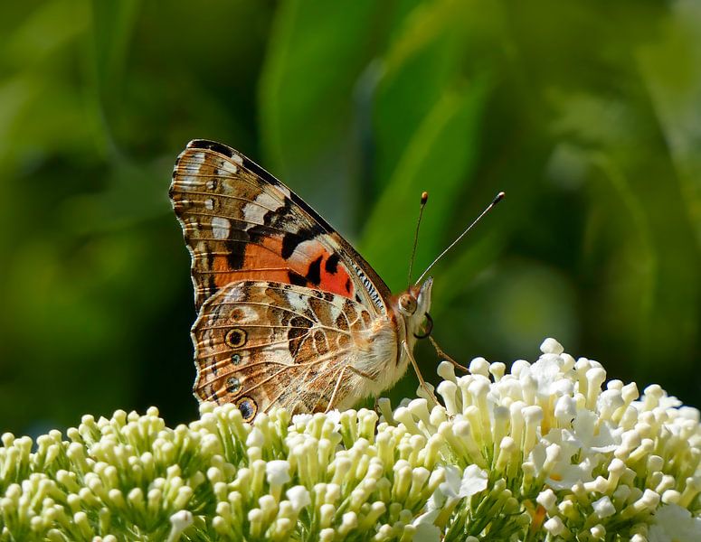 Distelfalter von Caroline Lichthart