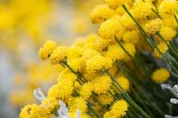 Mimosa